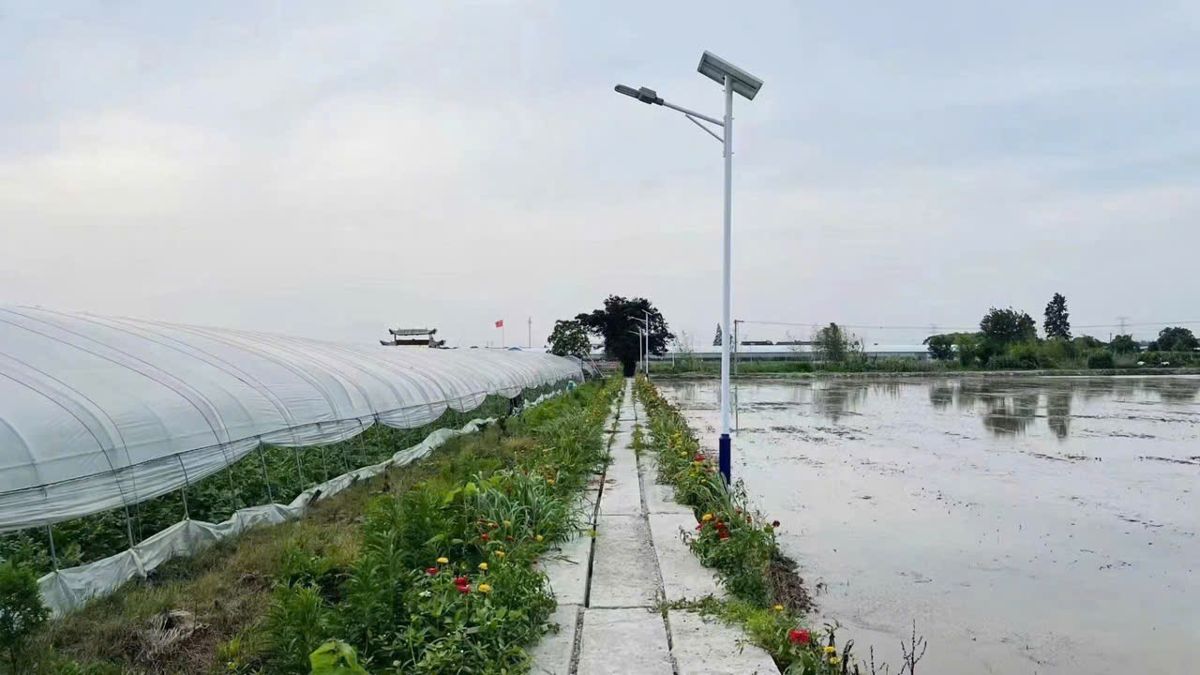 Đèn đường dọc đường ruộng